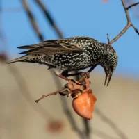 JC-LEROI starling-2970643_1280